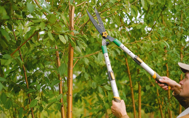 Tree trimming in Homeworth, OH